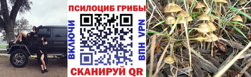 Псилоцибиновые грибы MAGIC MUSHROOMS  Суровикино 